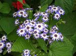 Foto Flores de salón Cruenta Cineraria herbáceas (Cineraria cruenta, Senecio cruentus), azul claro