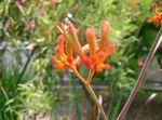 Fil Krukblommor Känguru Tass örtväxter (Anigozanthos flavidus), apelsin