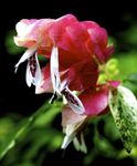 Photo des fleurs en pot Usine De Crevette Rouge des arbustes (Beloperone guttata), blanc
