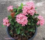 Photo House Flowers Broken Pot, Prince of Orange shrub (Ixora), pink