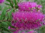 снимка Интериорни цветове Bottlebrush храсти (Callistemon), люляк