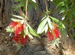 Photo des fleurs en pot Bottlebrush des arbustes (Callistemon), rouge