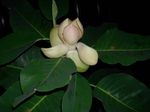 fotografie Kvetinové Kvety Magnólie drevá (Magnolia), biely