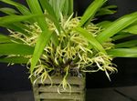 Photo House Flowers Coconut Pie Orchid herbaceous plant (Maxillaria), yellow