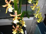 Photo des fleurs en pot Tiger Orchid, Lys De L'orchidée De La Vallée herbeux (Odontoglossum), jaune