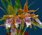 Photo des fleurs en pot Tiger Orchid, Lys De L'orchidée De La Vallée herbeux (Odontoglossum), orange