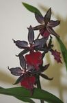 Photo des fleurs en pot Tiger Orchid, Lys De L'orchidée De La Vallée herbeux (Odontoglossum), vineux