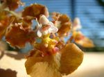 foto Huis Bloemen Dansende Dame Orchidee, Cedros Bij, Luipaard Orchidee kruidachtige plant (Oncidium), bruin