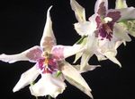 照 跳舞的女士兰花，塞德罗斯蜂，豹兰花 草本植物 (Oncidium), 白