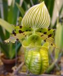 фотографија Слиппер Орхидеје карактеристике