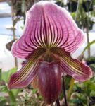 fotografie Střevíčník Orchideje charakteristiky
