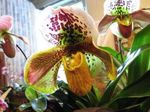 фотографија Затворене Цветови Слиппер Орхидеје травната (Paphiopedilum), жут