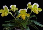 foto I fiori domestici Orchidee Pantofola erbacee (Paphiopedilum), giallo