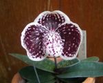 foto I fiori domestici Orchidee Pantofola erbacee (Paphiopedilum), vinoso