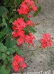 foto Casa de Flores Leadworts arbusto (Plumbago), vermelho