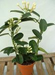 φωτογραφία Εσωτερικά λουλούδια Νυφική ​​ανθοδέσμη, Τη Μαδαγασκάρη Γιασεμί, Κερί Λουλούδι, Στεφάνι Λουλούδι, Floradora, Χαβάης Λουλουδιών Γάμου αναρριχώμενα (Stephanotis), λευκό
