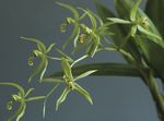 Photo des fleurs en pot Coelogyne herbeux , vert