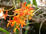 fotografija Sobne cvetje Gumbnice Orhideja travnate (Epidendrum), oranžna