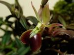 Foto Unutarnja Cvjetovi Rupice Orhideja zeljasta biljka (Epidendrum), smeđ