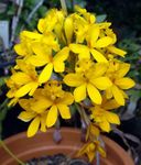 Bilde Huset Blomster Knapp Orkide urteaktig plante (Epidendrum), gul