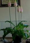 foto Casa de Flores Forest Lily planta herbácea (Veltheimia), rosa