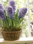 foto Huis Bloemen Hyacint kruidachtige plant (Hyacinthus), lila
