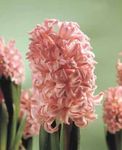 Foto Topfblumen Hyazinthe grasig (Hyacinthus), rosa