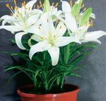 Photo des fleurs en pot Lilium herbeux , blanc