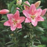 Photo des fleurs en pot Lilium herbeux , rose