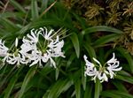 Foto Flores de salón Guernsey Lily herbáceas (Nerine), blanco