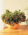 Foto Flores de salón Hypocyrta, Planta Peces De Colores colgantes , naranja