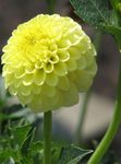 fotografie Flori de Casa Dalie planta erbacee (Dahlia), galben