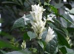 Foto Flores de salón Velas Blancas, Whitefieldia, Withfieldia, Whitefeldia arbustos (Whitfieldia), blanco