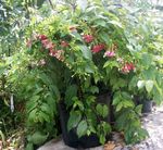 Foto Flores de salón Rangoon Creeper liana (Quisqualis), rojo