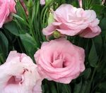 Foto Topfblumen Texas Bluebell, Lisianthus, Tulpe Enzian grasig (Lisianthus (Eustoma)), rosa