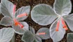 foto Huis Bloemen Rechsteineria kruidachtige plant , rood