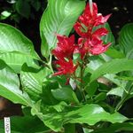 фотографија Затворене Цветови Санцхезиа, Фире Прсти травната (Sanchezia), црвено