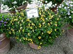 foto Wishbone Bloem, Ladys Pantoffel, Blauw Vleugel opknoping planten (Torenia), geel