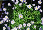 Photo des fleurs en pot Marguerite Bleue herbeux (Felicia amelloides), bleu ciel