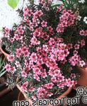 снимка Интериорни цветове Нова Зеландия Чаено Дърво храсти (Leptospermum), розов
