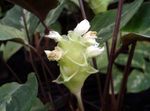 снимка Интериорни цветове Calathea, Зебра Растение, Паун Растителна тревисто , бял