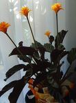фотографија Затворене Цветови Цалатхеа, Зебра Биљка, Паун Биљка травната (Calathea), поморанџа