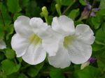 fotoğraf Evin çiçekler Asistasya çalı (Asystasia), beyaz