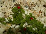 Photo des fleurs en pot Aptenia les plantes ampels , rouge