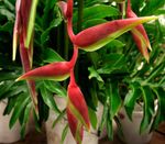 Фото үй гүлдері Gelikoniya шөпті (Heliconia), қызыл