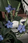 Fil Krukblommor Blå Salvia, Blå Eranthemum buskar , ljusblå