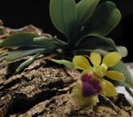снимка Интериорни цветове Haraella тревисто , жълт