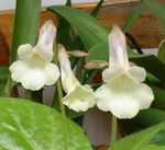 fotografie Flori de Casa Chirita planta erbacee , alb