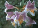 снимка Интериорни цветове Abelia храсти , розов
