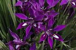 Foto Flor Babuino, Raíz De Babuino herbáceas (Babiana), púrpura